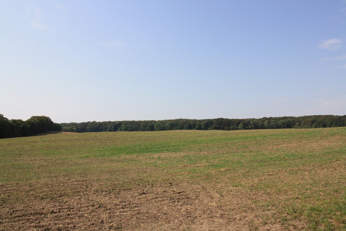 Waldflächen im Naturschutzgebiet Damerow!